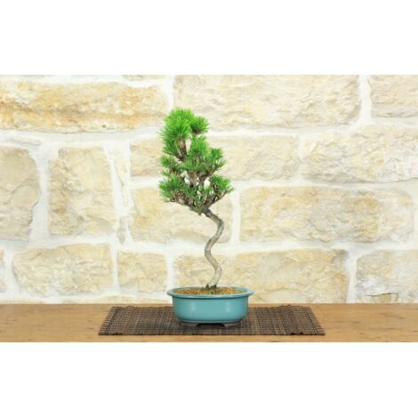 Bonsai di Pino Nero Thunbergii Senjyumaru (80)