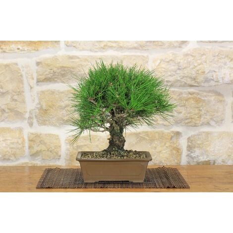Pino argentato bonsai al miglior prezzo - Pagina 2