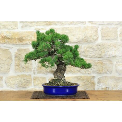 Bonsai di Pino Pentaphilla (60)
