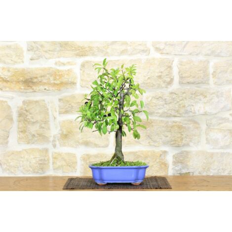 Bonsai di Prugnolo (26)