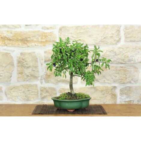 Bonsai di Prugnolo (33)