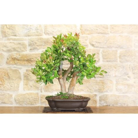 Bonsai di Ficus Panda in vaso quadro bianco