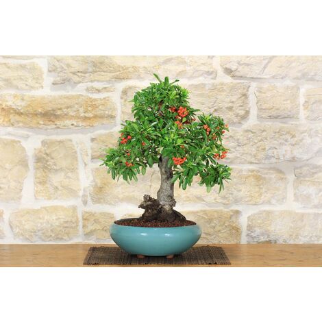 Bonsai di Pyracantha Coccinea (145)