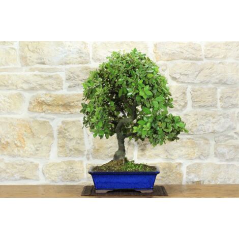 Bonsai di Quercia - Leccio (93)