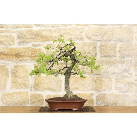 Quercia o Quercus Bonsai - Consigli utili sulla coltivazione