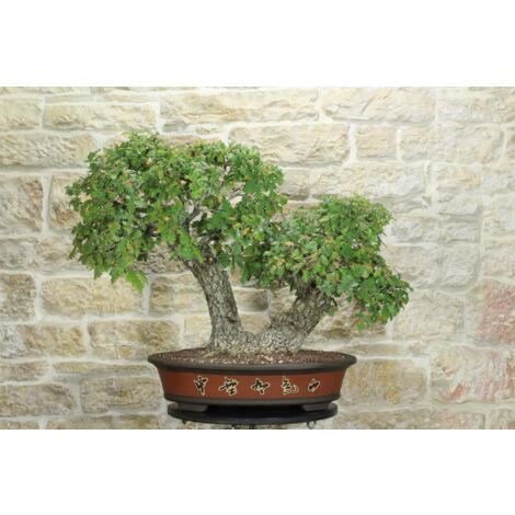 Bonsai di Quercia Roverella (43)