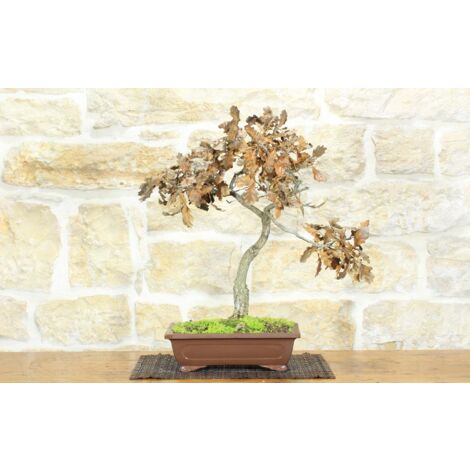 Bonsai di Quercia Roverella (45)
