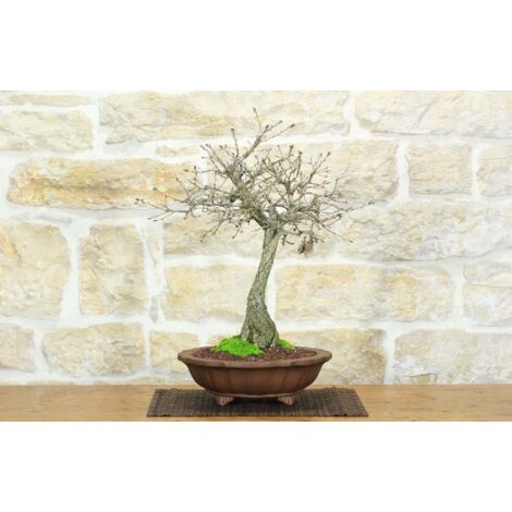 Bonsai di Quercia Roverella (46)