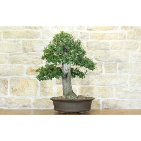 Bonsai di Quercia Spinosa (6)