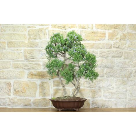Bonsai di Rosmarino (57)