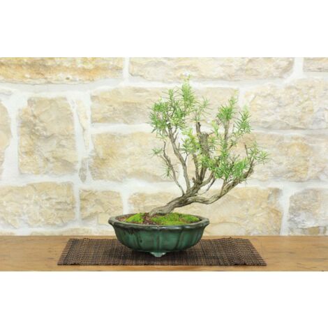Bonsai di Rosmarino a fiore bianco (58)