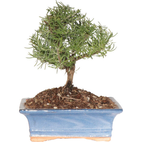 Bonsai di Rosmarino - Rosmarinus Officinalis - H 23-30 cm Vaso Ø 19 cm