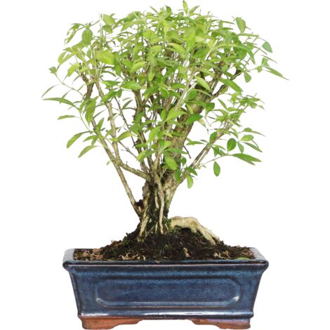 Bonsai di Serissa Foetida - Bonsai da Interno e Esterno - H 25-35 cm Vaso Ø 20 cm