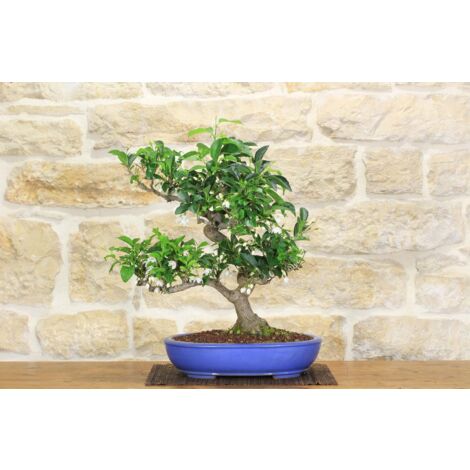 Bonsai di Stirax (6)