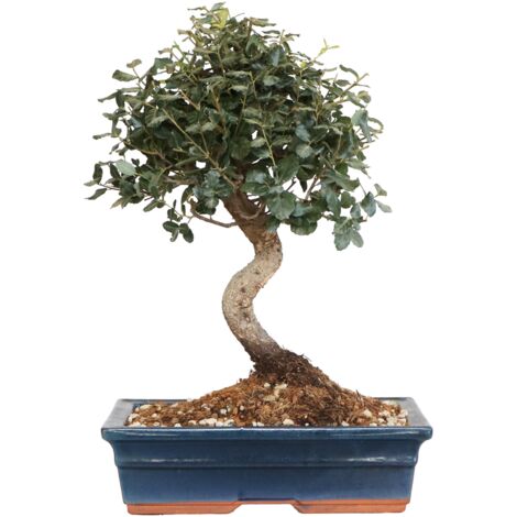 Bonsai di Sughera Quercus Suber - Bonsai Quercia da Sughero - H 40-50 cm Vaso Ø 30 cm