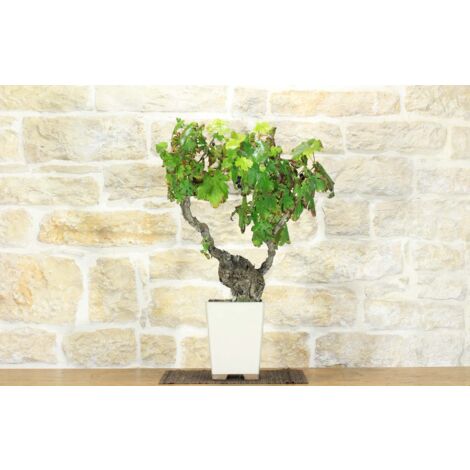 Bonsai di Vite (107)