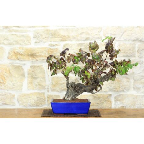 Bonsai di Vite (108)