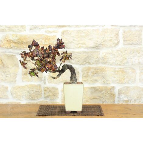 Bonsai di Vite (110)