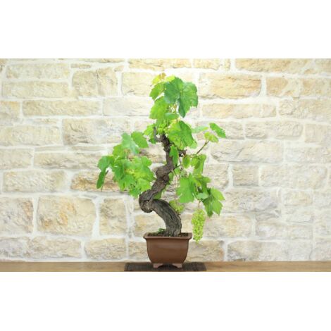 Bonsai di Vite (111)