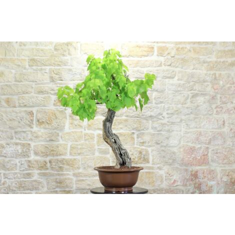 Bonsai di Vite (60)