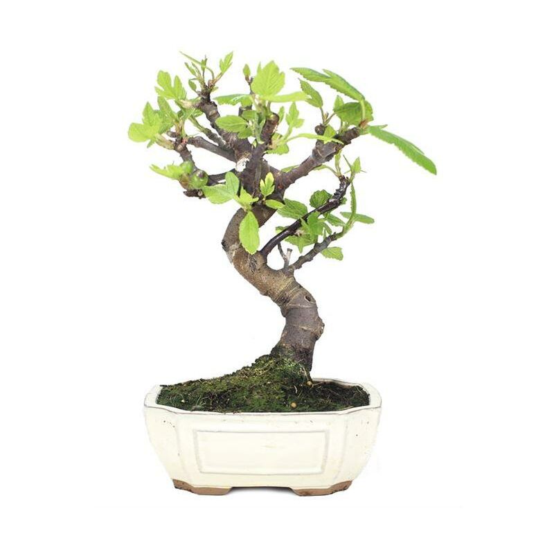 

Planeta Huerto Bonsái - Bonsái Ficus carica 9 años HIGUERA