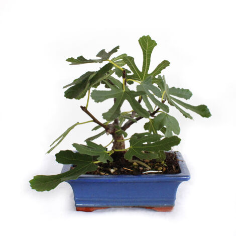 Bonsai Ficus Carica - Bonsai di Fico Comune - H 20-25 cm Vaso Ø 18 cm