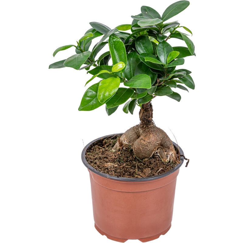 Bloomique - Ficus 'Ginseng' - Bonsaï - Facile d'entretien - Attire le regard - ⌀12 - ↕35 cm - Green