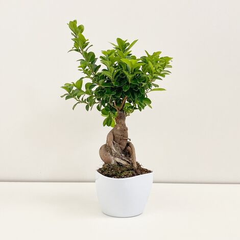 1 PIANTA DI BONSAI FICUS GINSENG VASO CERAMICO 15CM