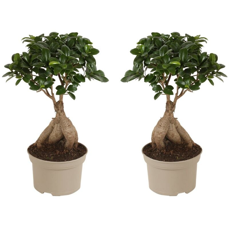 Bonsaï Ficus Ginseng - Set de 2 - Pot 12cm - Hauteur 30-40cm - Vert