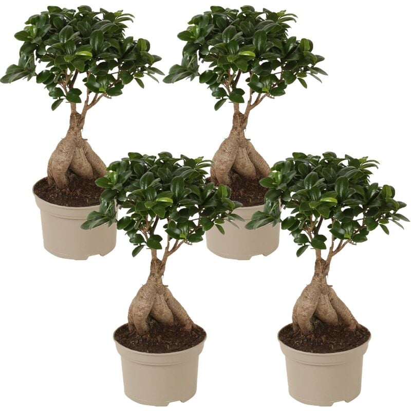 Plant In A Box - Bonsaï Ficus Ginseng - Set de 4 - Pot 12cm - Hauteur 30-40cm - Vert