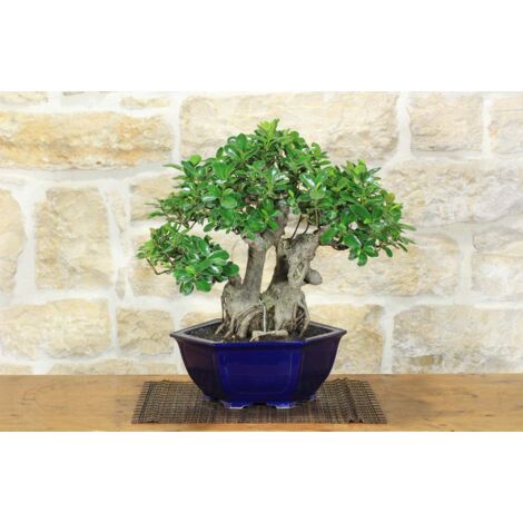 Bonsai Ficus Panda (25)