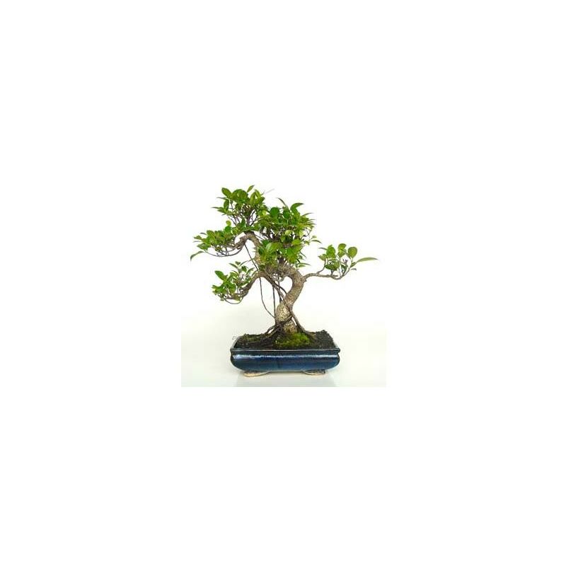 

Planeta Huerto Bonsái - Bonsái Ficus retusa 10 años