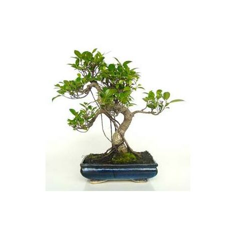 Bonsái Ficus retusa 10 años