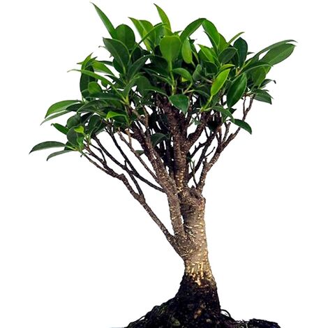 Bonsai Ficus Retusa. 5 Años