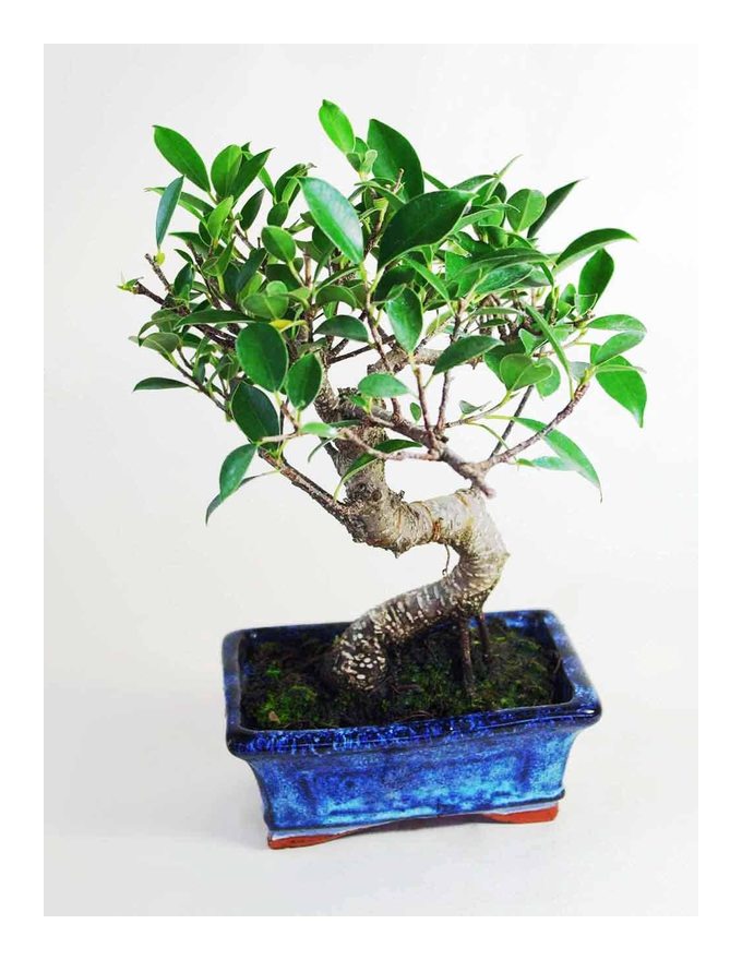 

Bonsai ficus retusa tiger bark 8 años