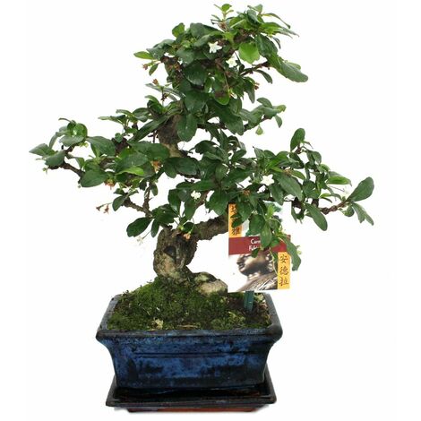 Bonsai Carmona macrophylla - Arbre à thé - 34 cm