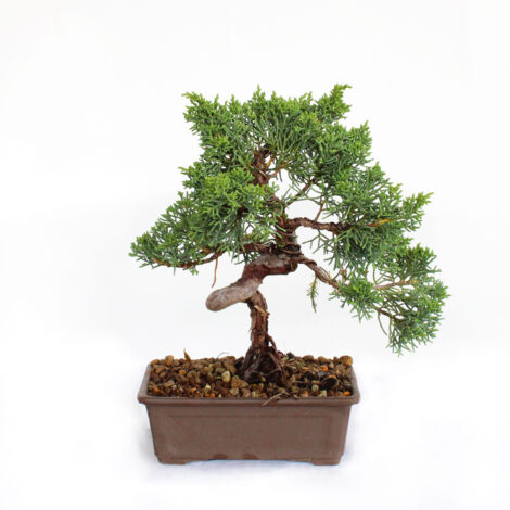 Bonsai Juniperus Chinensis Ito-Igawa - Bonsai Vero Ginepro - H 25-30 cm Vaso Ø 15,5 cm