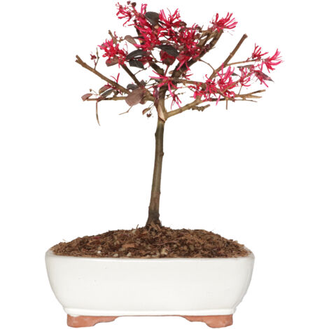 Bonsai Loropetalum - Piante Vere da Balcone Terrazzo - H 35-40 cm Vaso Ø 21 cm