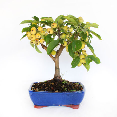 Bonsai Malus 'Evereste' - Bonsai Giapponese - H 25-35 cm Vaso in Ceramica Ø 21 cm