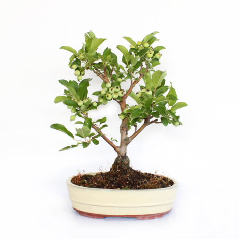 Bonsai Malus 'Evereste' - Bonsai Giapponese - H 40-45 cm Vaso in Ceramica Ø 26 cm