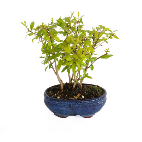 Bonsai Melograno - Bonsai Punica Granatum - H 30-35 cm Vaso Ø 15 cm