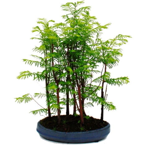 Bonsaï Metasequoia glyptostroboides d'extérieur petite forêt avec 5 plantes