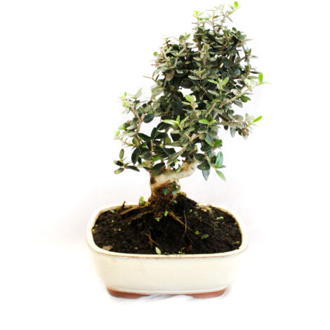 Bonsai Olea Oleaster - Bonsai Vero Oleastro - H 30-35 cm Vaso Ø 20 cm