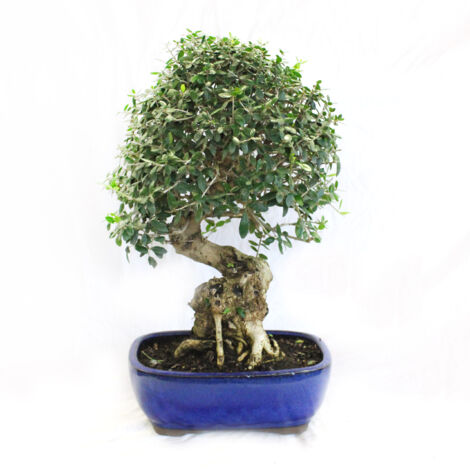 Bonsai Olea Oleaster - Bonsai Vero Oleastro - H 45-55 cm Vaso Ø 27 cm
