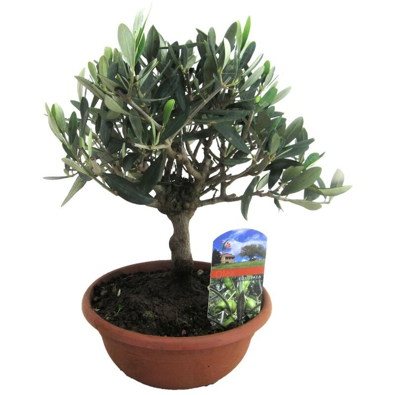 Plant In A Box - Olea Europaea - Olivier Bonsaï dans une coupe - Pot 21cm - Hauteur 30-40cm - Blanc