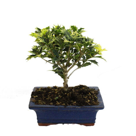 Bonsai Osmanto - Bonsai Vero Osmanthus - Vaso Ø 19 cm H 20-25 cm