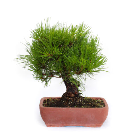 Bonsai Pinus Densiflora - Bonsai Pino Rosso Giapponese - H 30-40 cm Vaso Ø 25 cm