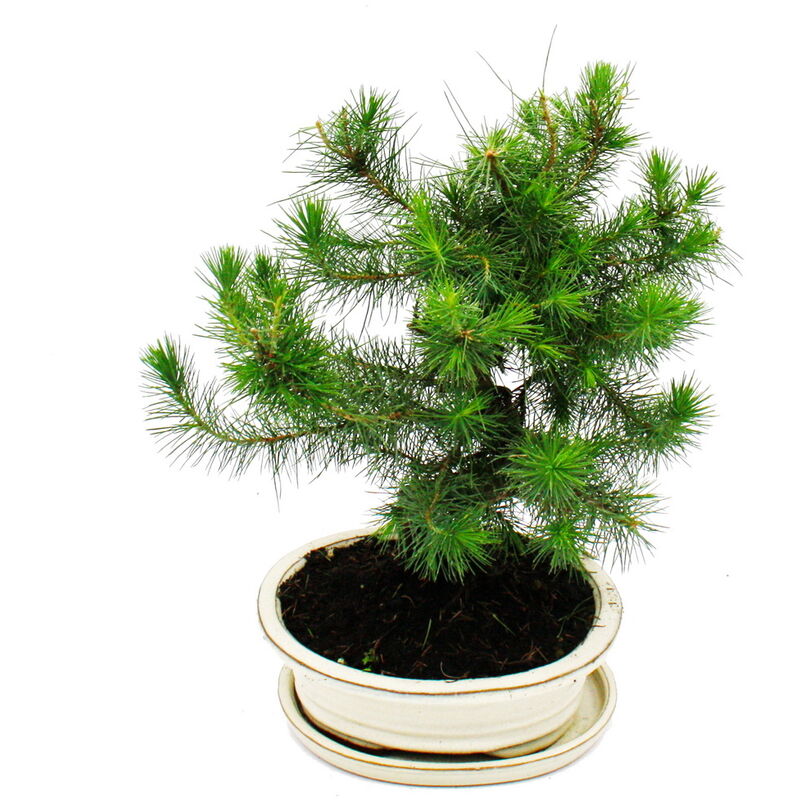 Exotenherz - Bonsai - Pinus halepensis - Pin d'Alep - environ 9 ans