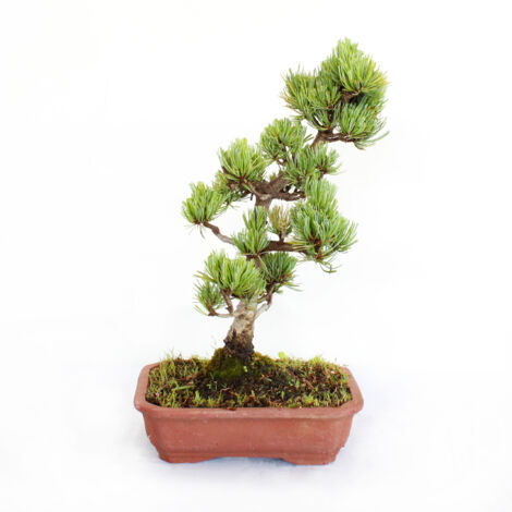 Bonsai Pinus Parviflora Pentaphylla Giapponese - H 30-40 cm Vaso Ø 21 cm