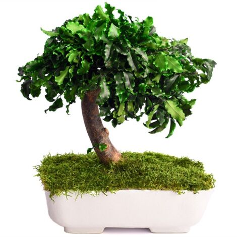 Bonsai Pitosforo stabilizzato H 25 cm foto reali pianta vera no manutenzione